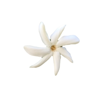 white tiare flower